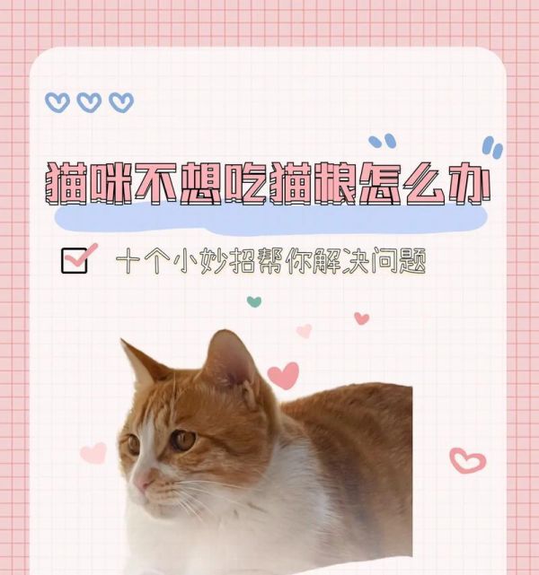 如何正确调配自制猫粮的比例？