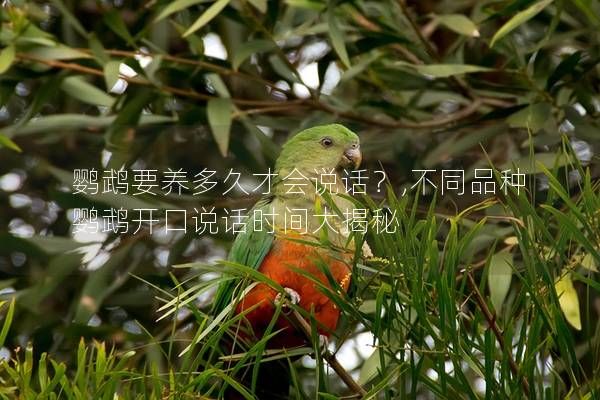 鹦鹉要养多久才会说话？,不同品种鹦鹉开口说话时间大揭秘