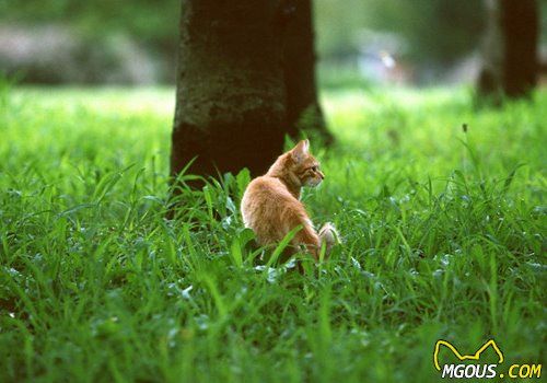 收养流浪猫的方法