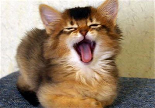 猫咪牙齿发臭怎么办?