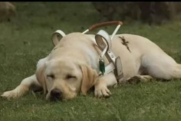 导盲犬品种有哪些