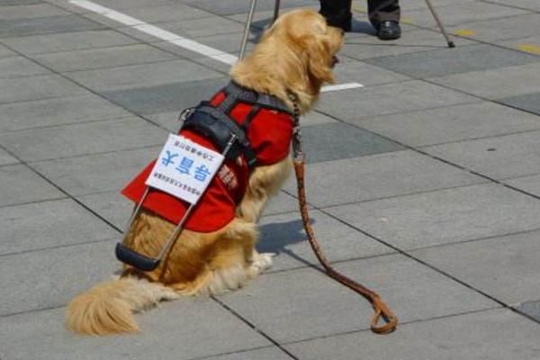导盲犬品种有哪些