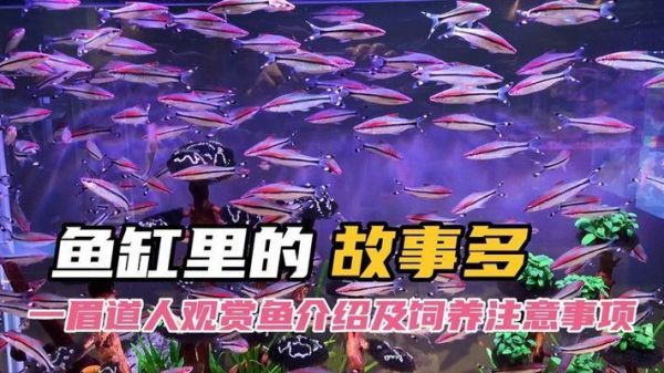 一眉道人鱼繁殖条件介绍（一眉道人鱼的繁殖条件）