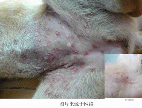 狗狗常见的皮肤病及治疗方法
