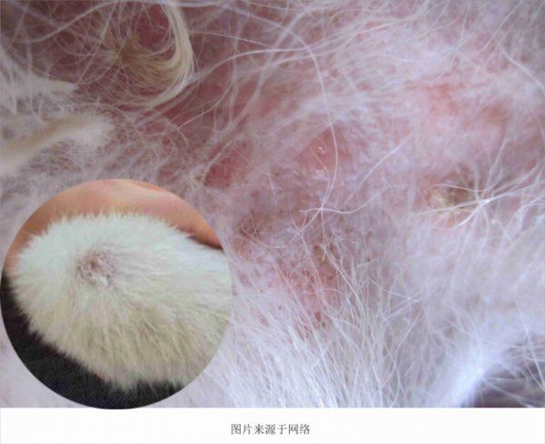 狗狗常见的皮肤病及治疗方法