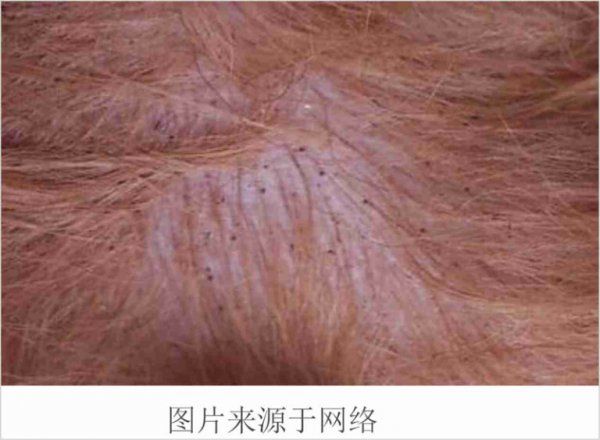 狗狗常见的皮肤病及治疗方法