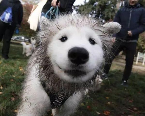 宠物狗智商排名前十，犬类智商排行榜（萨摩耶的智商是属于中上程度的。）