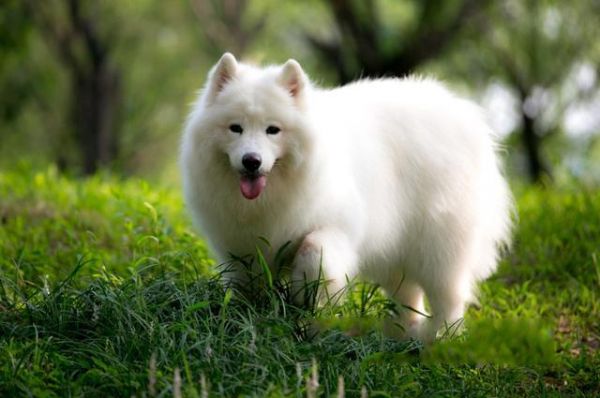 宠物狗智商排名前十，犬类智商排行榜（萨摩耶的智商是属于中上程度的。）