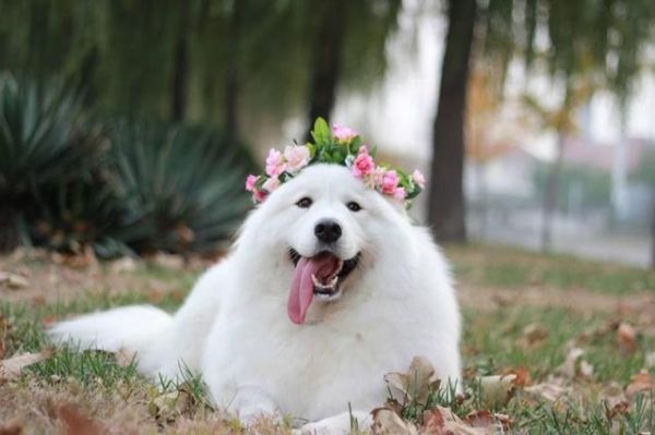 宠物狗智商排名前十，犬类智商排行榜（萨摩耶的智商是属于中上程度的。）