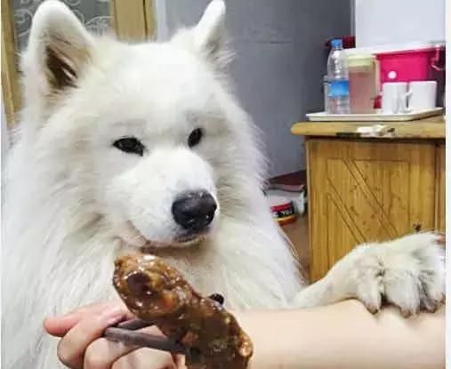 宠物狗智商排名前十，犬类智商排行榜（萨摩耶的智商是属于中上程度的。）