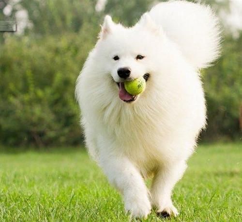宠物狗智商排名前十，犬类智商排行榜（萨摩耶的智商是属于中上程度的。）