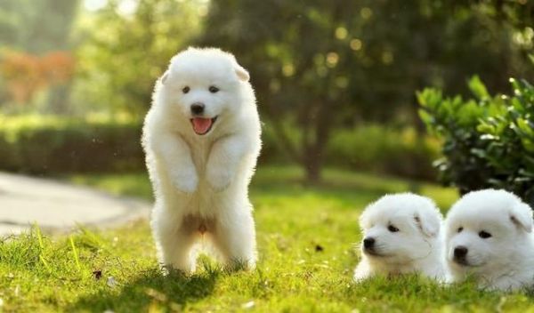 宠物狗智商排名前十，犬类智商排行榜（萨摩耶的智商是属于中上程度的。）