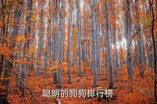 聪明的狗狗排行榜