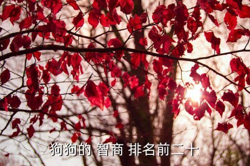 狗狗的 智商 排名前二十