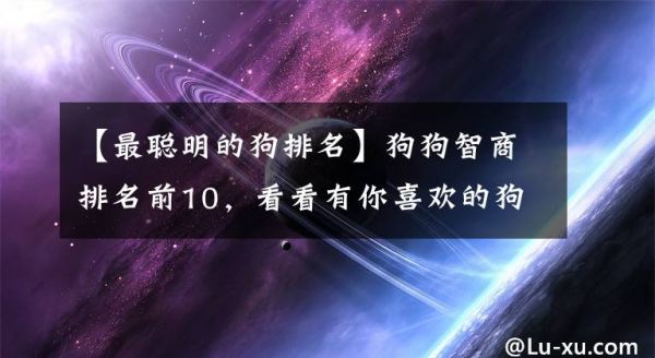 【最聪明的狗排名】狗狗智商排名前10，看看有你喜欢的狗吗