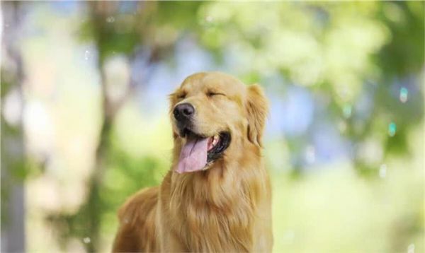 狗狗智商排名榜：你家狗狗排名第几名?
