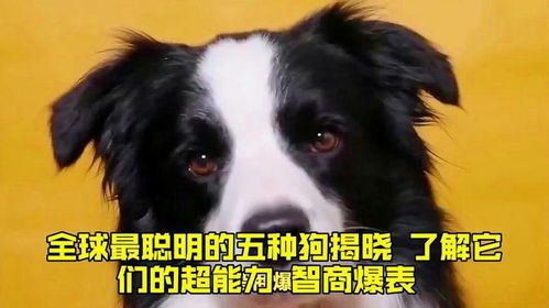 79种狗狗智商排名揭晓!哪种狗最聪明?