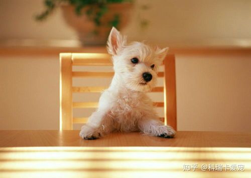 79种狗狗智商排名揭晓!哪种狗最聪明?