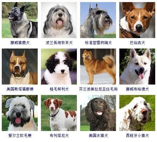 79种狗狗智商排名揭晓!哪种狗最聪明?