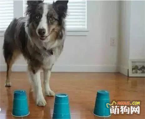 狗狗智商高不高，3个测试就能知道！