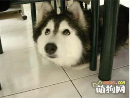 狗狗智商高不高，3个测试就能知道！