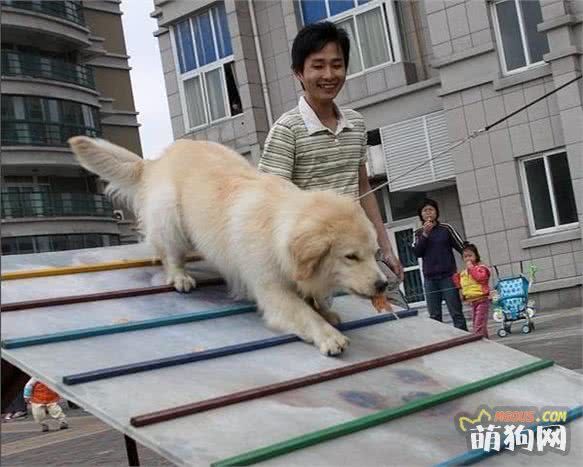 狗狗智商高不高，3个测试就能知道！