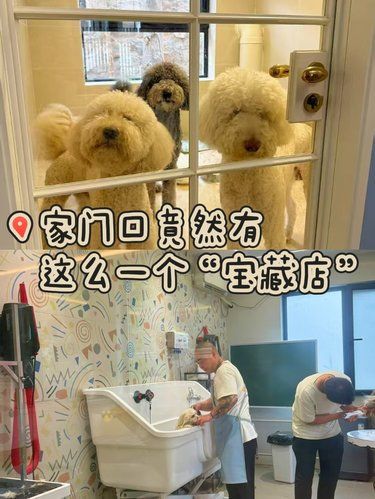 现在宠物都有专门的一站式酒店服务了
