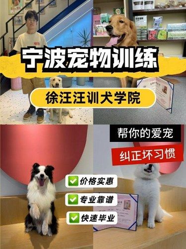 宁波宠物训练✅帮你解决狗狗行为难题