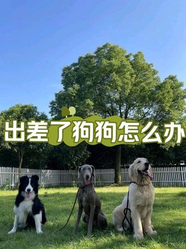 出差了家里狗狗怎么办