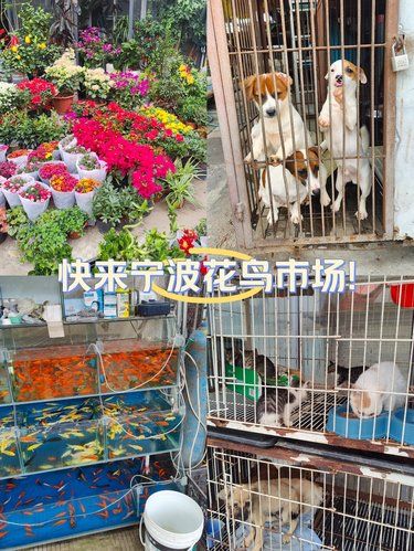 天胜花鸟市场都快来!