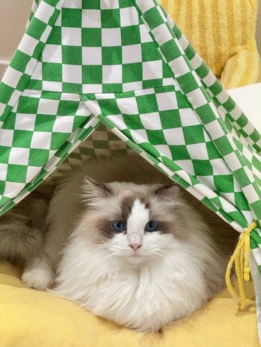 悠闲周末的猫咪时光