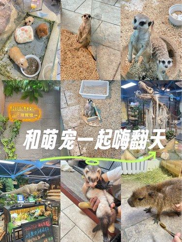 不去动物园也能撸到卡皮巴拉了