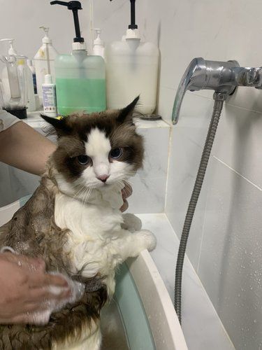 我找到了一家宠物洗护店每次我带着我的可爱小猫