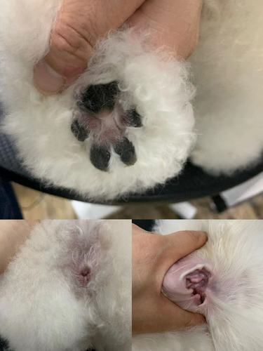 宠物美容有哪些项目？你家“宠物宝宝”都有打扮吗？