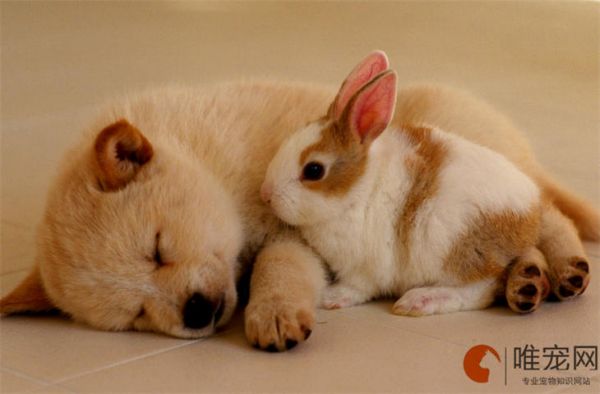 狗狗喂什么主食比较好