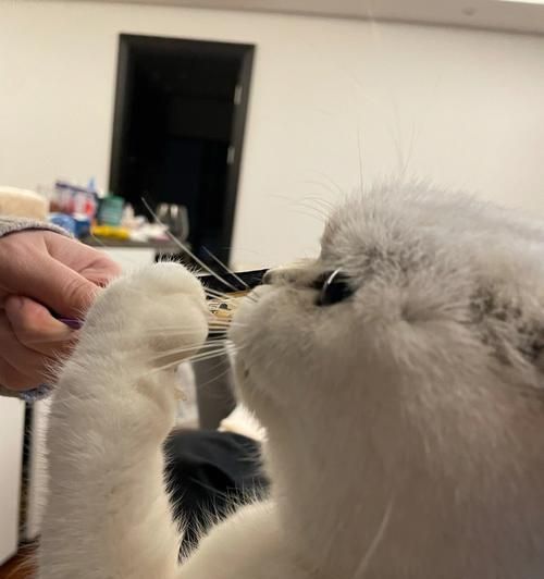 小狗一个月需要消耗多少粮食（宠物狗的饮食问题你不能忽略）