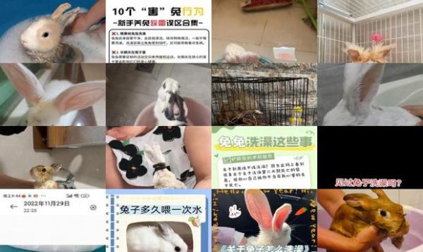 家里养的兔子可以洗澡吗