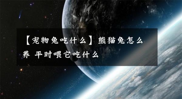 【宠物兔吃什么】熊猫兔怎么养 平时喂它吃什么