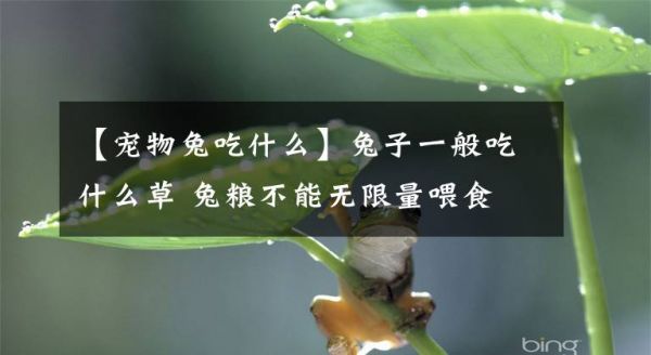 【宠物兔吃什么】兔子一般吃什么草 兔粮不能无限量喂食