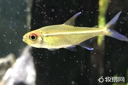 家养鱼吃什么