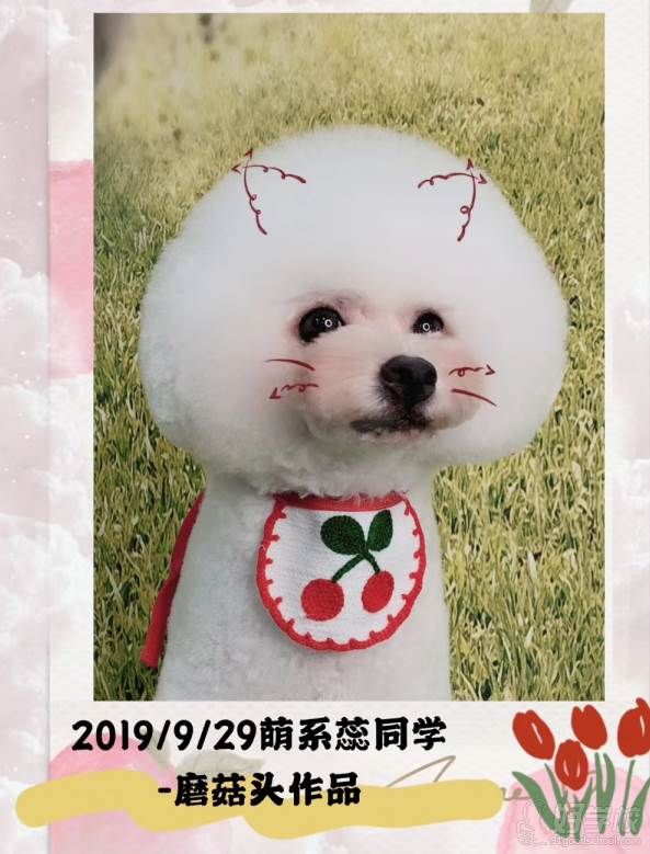 珠海小晴国际宠物美容培训学院 学员作品-蘑菇头
