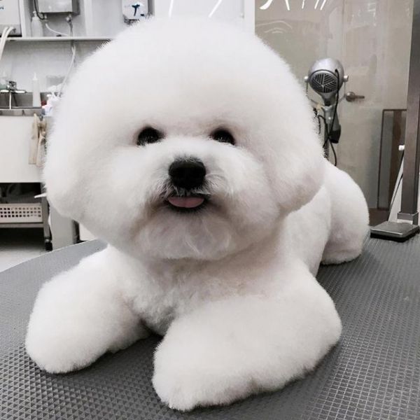 比熊"认主"的6大表现,中三种以上,说明养熟了_网易订阅