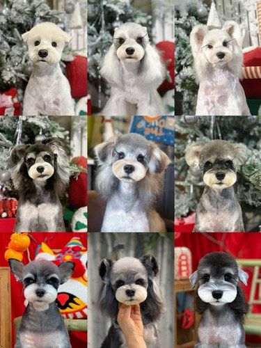 近期雪纳瑞美容造型