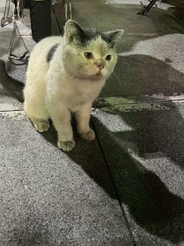 流浪的毛孩子，会羡慕有主人的猫猫么