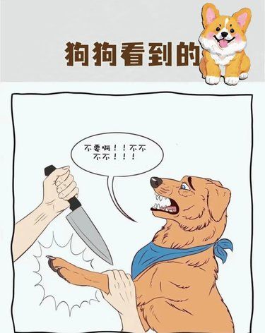 狗狗眼里的世界，原来这么离谱！！