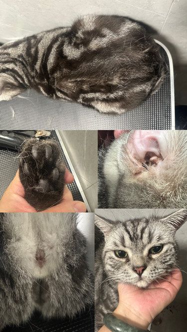 这个洗护效果半小时洗三只是不可能的哈