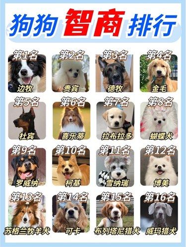 狗狗智商大排名！快来看看你家的狗狗第几名！