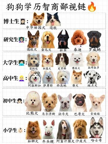 狗狗智商鄙视链大揭秘！你家宝贝在哪个段位？