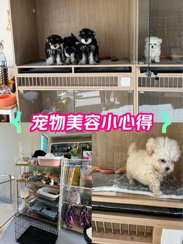 推荐靠谱可爱的宠物店～