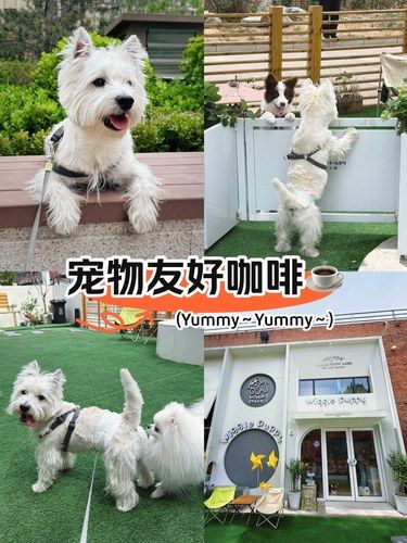 今天又是快乐小狗
